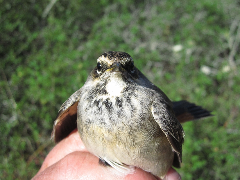 Bluethroat, Sundre 20120828